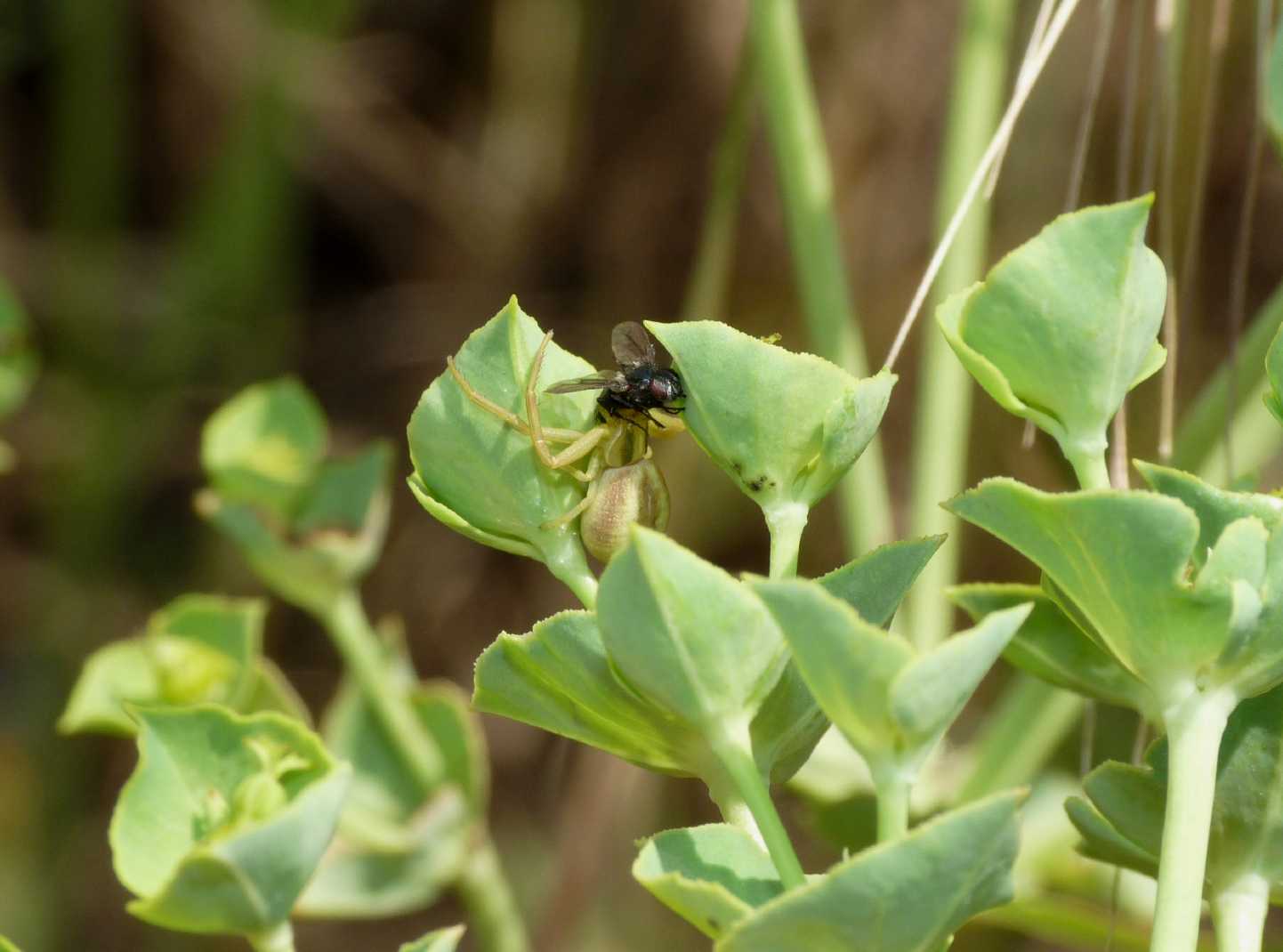 Runcinia grammica